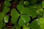 Mountain woodsorrel